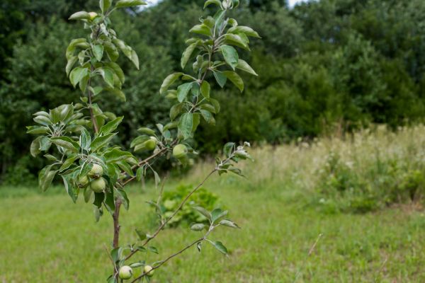 Apple Tree Planting in Utica