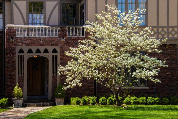 Dogwood Tree Planting in Utica