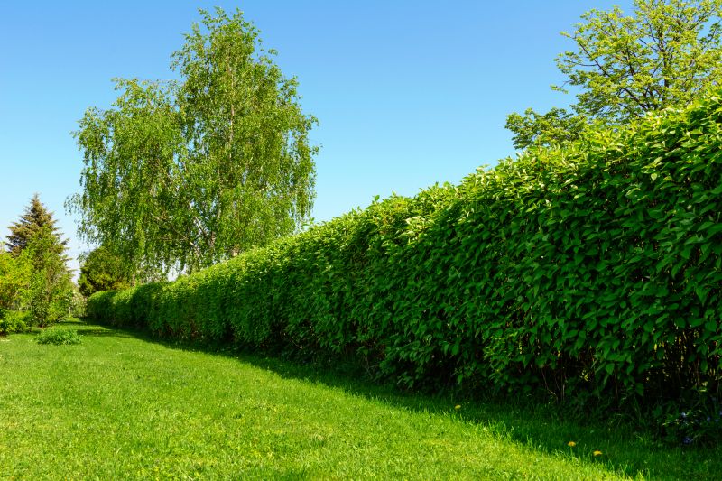 Hedge Replacement